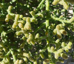 Allenrolfea occidentalis