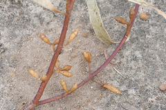 Eucalyptus viminalis cygnetensis