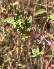 Clarkia