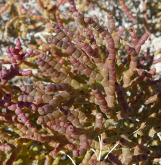 Salicornia rubra