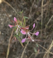 Clarkia