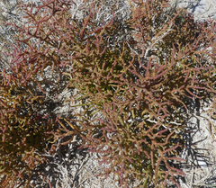 Salicornia rubra