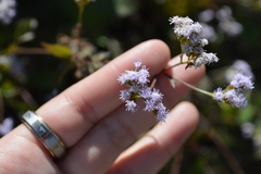 Fleischmannia pycnocephala