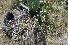 Fleischmannia pycnocephala