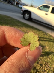 Hydrocotyle moschata