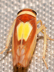 Colladonus clitellarius