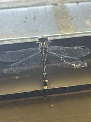 Austroepigomphus praeruptus