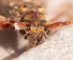 Eburida quadriguttata