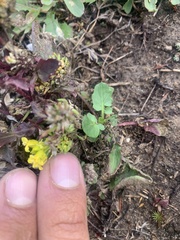 Barbarea orthoceras