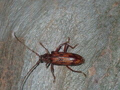 Phoracantha synonyma
