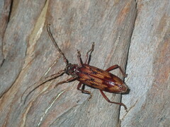 Phoracantha synonyma