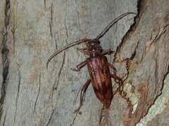 Phoracantha synonyma