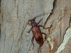 Phoracantha synonyma