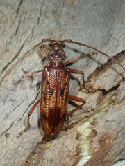 Phoracantha synonyma