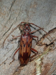 Phoracantha synonyma