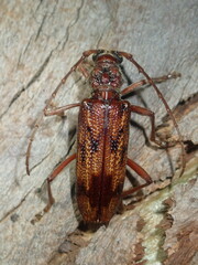 Phoracantha synonyma