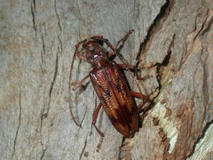 Phoracantha synonyma