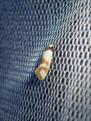 Antipterna trilicella