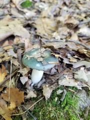 Russula redolens