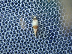 Antipterna trilicella