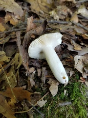 Russula redolens