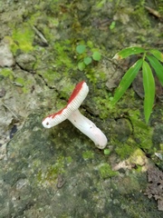 Russula pseudopeckii