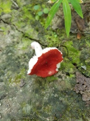 Russula pseudopeckii