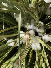 Aciphylla subflabellata