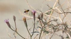 Palafoxia arida arida