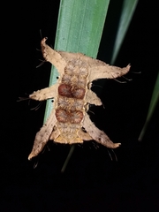 Phobetron hipparchia