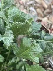 Urospermum picroides