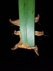 Phobetron hipparchia