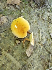 Gyroporus