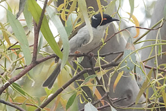 Melithreptus lunatus