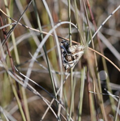 Dichromodes stilbiata