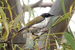 Melithreptus lunatus