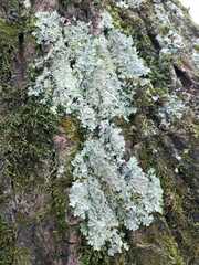 Punctelia caseana