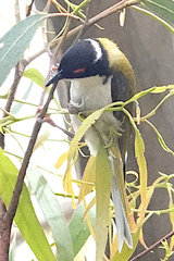 Melithreptus lunatus