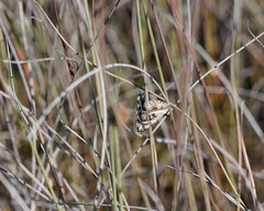 Dichromodes stilbiata