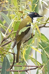 Melithreptus lunatus
