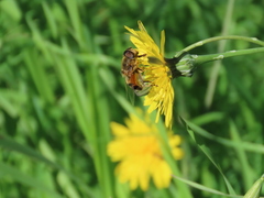 Eristalis similis