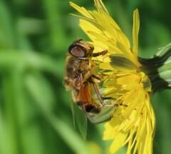Eristalis similis