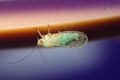 Euceropsylla