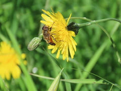 Eristalis similis