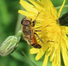 Eristalis similis