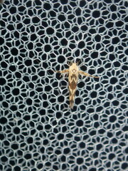 Stathmopoda melanochra