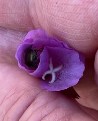 Clarkia cylindrica
