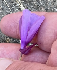 Clarkia cylindrica