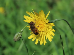 Eristalis similis
