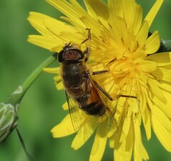 Eristalis similis